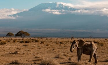 Giants of Amboseli: Kilimanjaro Safari