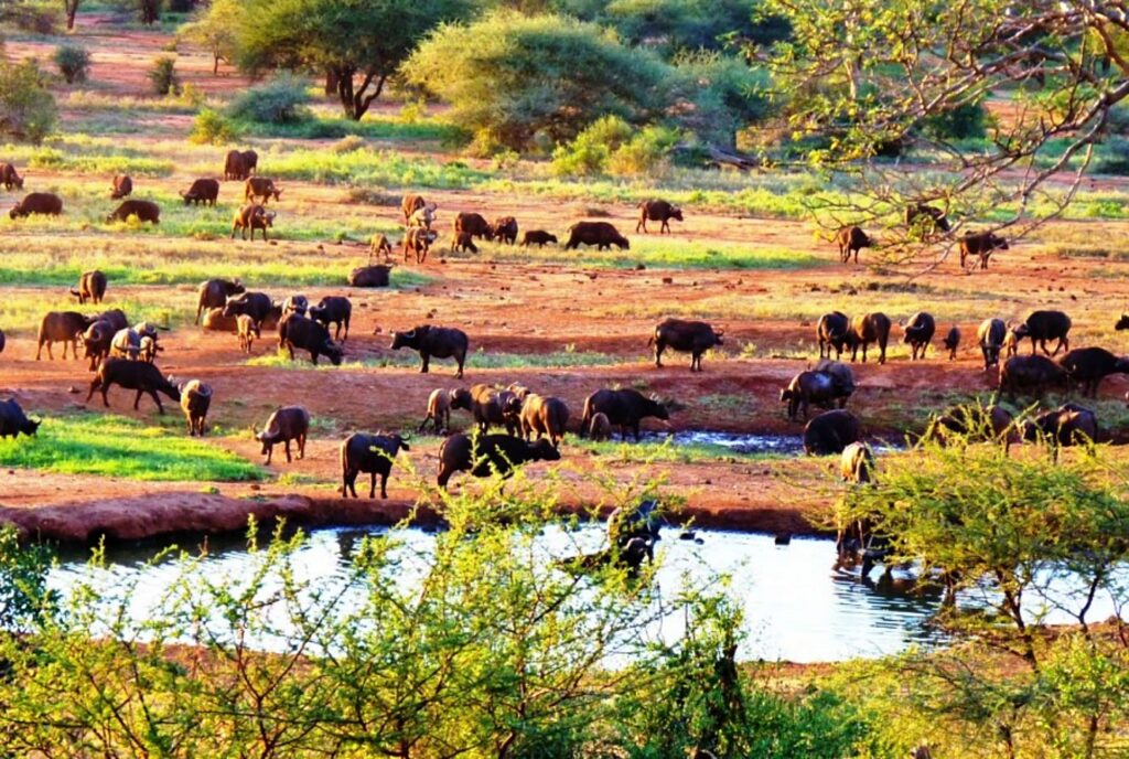 A scenic safari destination featuring volcanic landscapes, natural springs, rolling hills, and diverse wildlife in a dramatic setting.