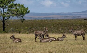 Wild North: Samburu Explorer Safari