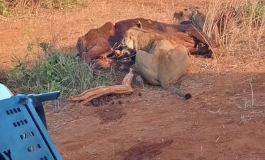 Red Elephants: Tsavo East Wilderness Safari
