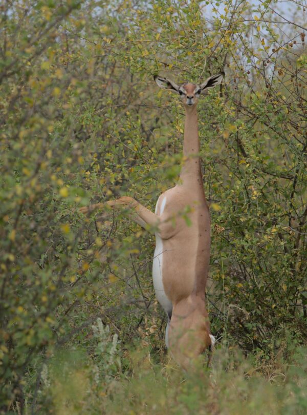 gerenuk in Samburu