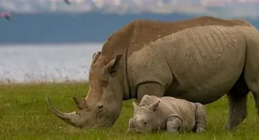Rhino Haven: Solio Game Reserve Safari