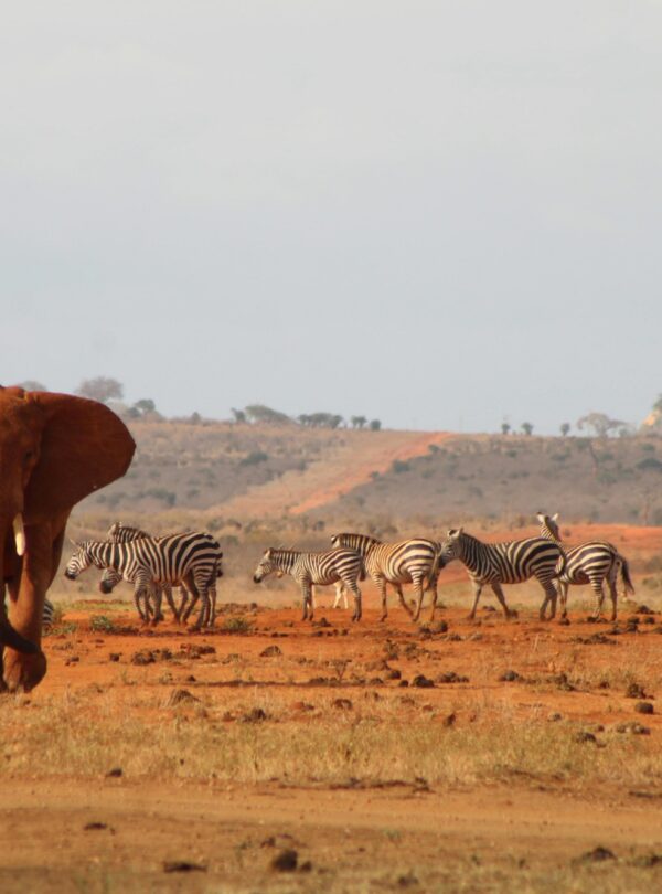 tsavo west